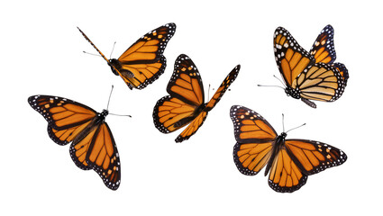 Five Monarch Butterflies Flying © Natalia