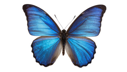 Blue Morpho Butterfly with Intricate Wing Patterns © Natalia