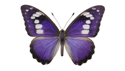 Purple butterfly with white spots on wings © Natalia