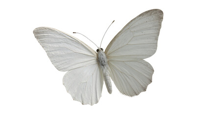 White butterfly with delicate veined wings © Natalia