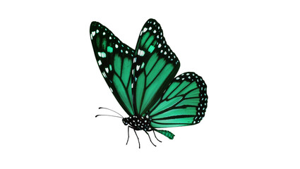 Emerald green butterfly with black veins and white spots © Natalia