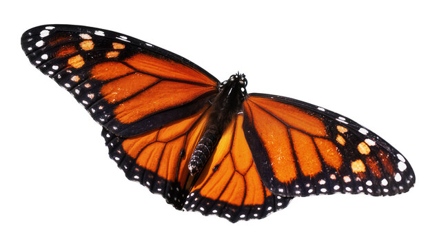Monarch butterfly with open wings, orange and black pattern