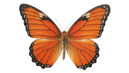 Orange butterfly with black and white markings on wings © Natalia