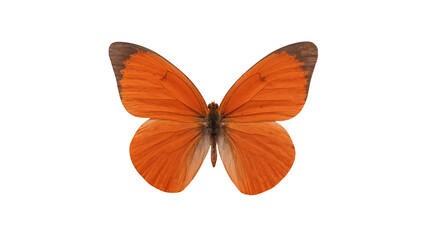 Orange butterfly with dark brown wing edges © Natalia