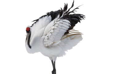 Fototapeta premium Red-crowned crane with black and white plumage and red head patch