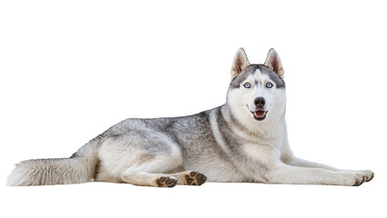 Siberian Husky dog with blue eyes lying down © Natalia