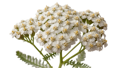 White Yarrow Flowers Cluster with Green Leaves © Natalia