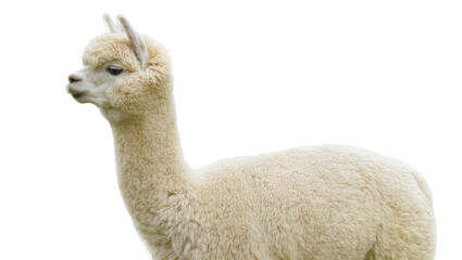 Fototapeta premium Creamy white alpaca with fluffy wool side profile