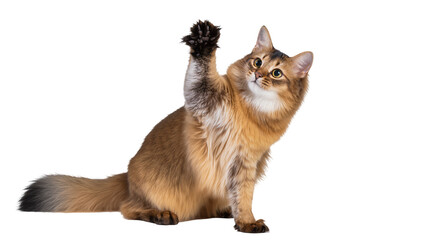 Somali cat with raised paw and fluffy tail © Natalia