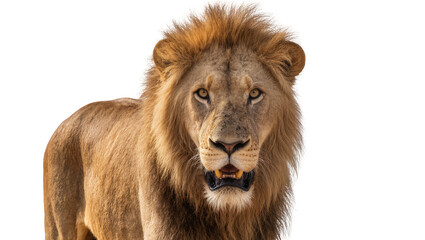Majestic male lion with full mane open mouth sharp teeth, and intense gaze © Natalia