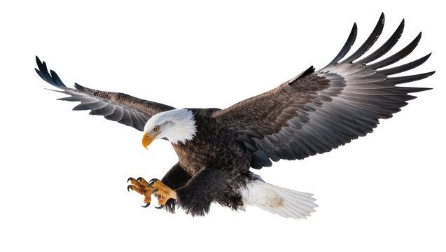 Bald eagle with wings spread talons extended, flying