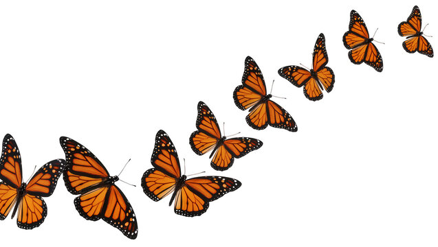 Monarch Butterflies Flying in Sequence