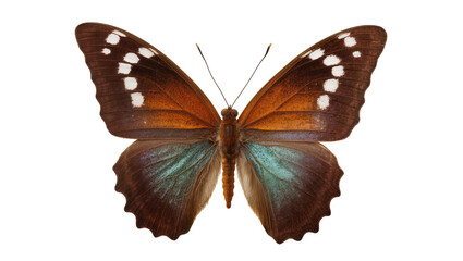 Brown and blue butterfly with white spots on wings © Natalia