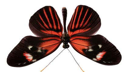 Red and black butterfly with white spots on wings © Natalia