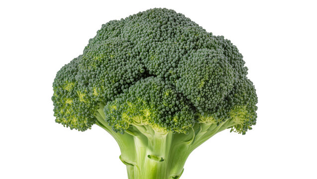 Fresh green broccoli head with dense florets and thick stem