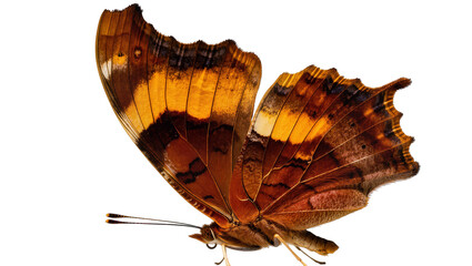Brown and orange butterfly with detailed wings and antennae © Natalia