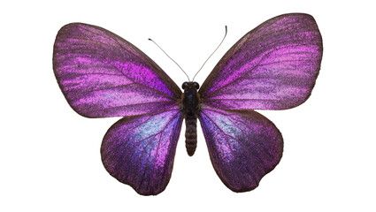 Purple butterfly with iridescent wings © Natalia