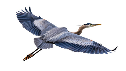 Great Blue Heron bird in flight with wings spread wide © Natalia