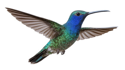 Obraz premium Hummingbird with iridescent blue and green feathers in flight