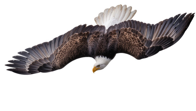 Bald eagle with wings spread wide in flight