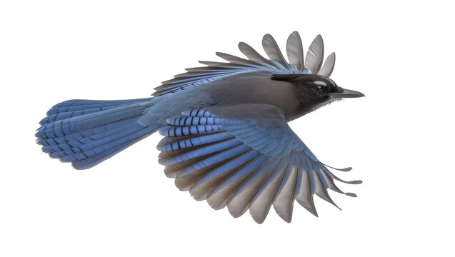 Steller s Jay bird in flight blue and gray feathers, wings spread