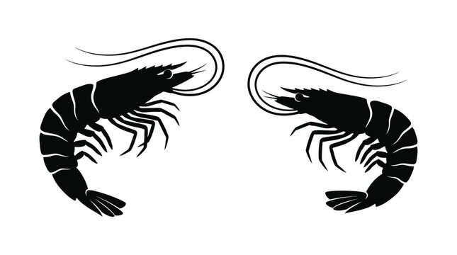 Two Shrimp Facing Each Other Black And White Silhouette