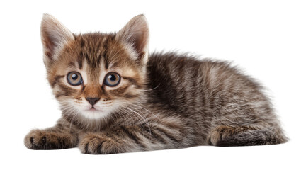 Tabby kitten with blue eyes lying down © Andrei