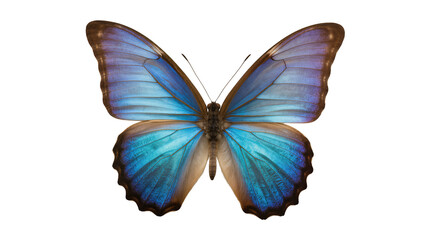 Blue Morpho butterfly with iridescent wings © Andrei