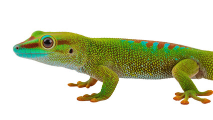 Fototapeta premium Green gecko with blue and orange markings on body and head