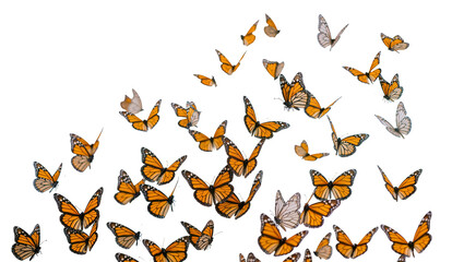 Monarch butterflies flying swarm orange black white wings © Andrei