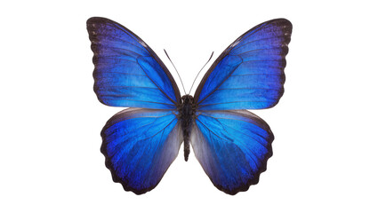 Blue Morpho butterfly with iridescent wings © Andrei