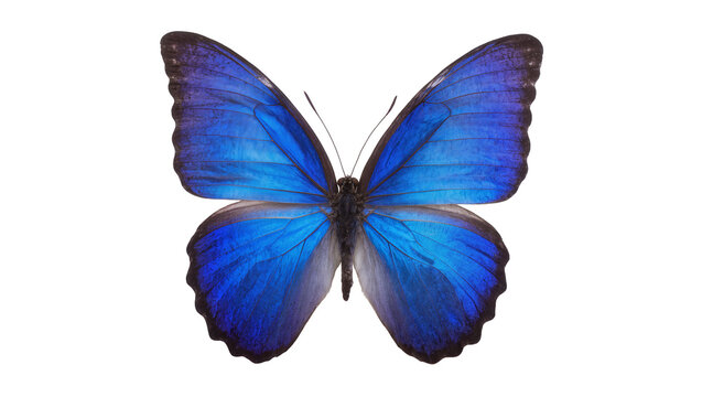 Blue Morpho butterfly with iridescent wings