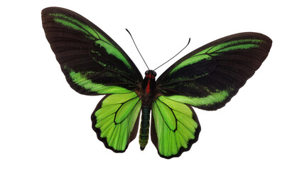 Rajah Brooke s Birdwing butterfly with black and green wings © Andrei