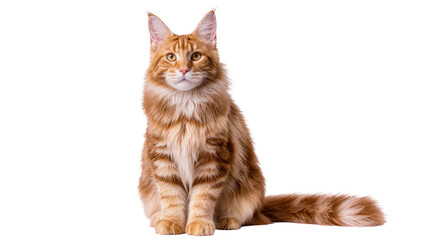 Orange tabby Maine Coon cat sitting attentively © Andrei