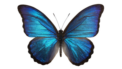 Blue Morpho butterfly with iridescent wings © Andrei