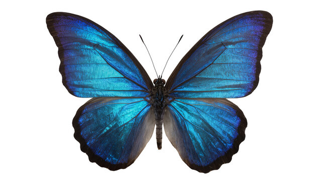 Blue Morpho butterfly with iridescent wings