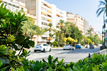 Naklejka premium Lush foreground foliage frames a sundrenched Valencia boulevard lined with palm trees and midcentury apartment buildings. Perfect for sustainable city living, travel, or Mediterranean. 