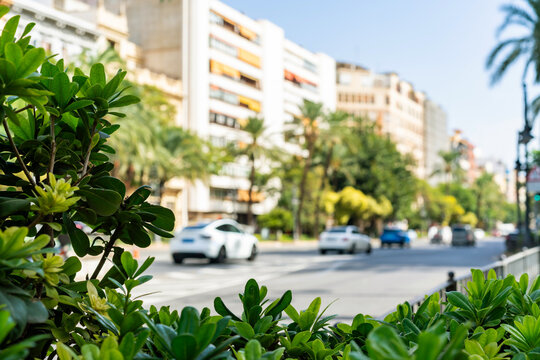 Lush foreground foliage frames a sundrenched Valencia boulevard lined with palm trees and midcentury apartment buildings. Perfect for sustainable city living, travel, or Mediterranean. 