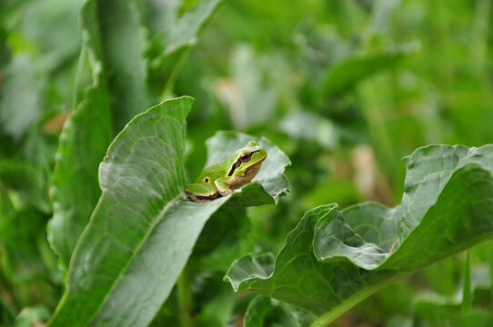 Small green tree frog sitting on a curled leaf in lush vegetation. Natural soft light highlights its smooth skin and vibrant colors in a peaceful wildlife moment.