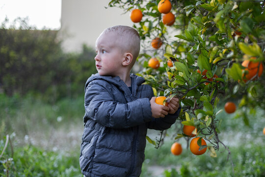  Curious little boy picks fresh ripe oranges from a tree in a oranges garden.