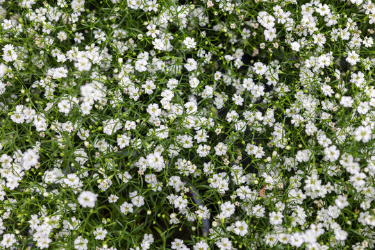 white gypsophila flowers background