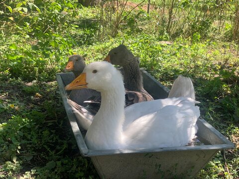 Three domestic geese relaxing and bathing in a metal water trough outdoors on a rural farm. White and gray geese enjoying a sunny day surrounded by natural vegetation. Concept of poultry farming, anim