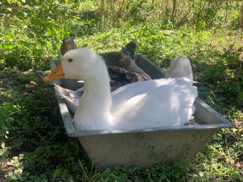 Three domestic geese relaxing and bathing in a metal water trough outdoors on a rural farm. White and gray geese enjoying a sunny day surrounded by natural vegetation. Concept of poultry farming, anim