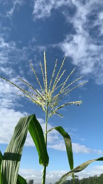 A honeybee is foraging for nectar on a corn flower against a bright blue sky. This process is also known as natural pollination.