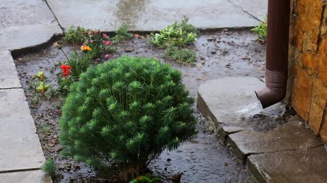 Powerful streams of rainwater flow from a downspout onto a stone path near the house during a summer downpour. A decorative green bush grows nearby, and the garden bed is completely wet from heavy rai