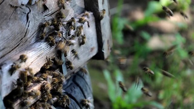 A close-up side view of a wooden beehive, where a large group of honeybees swarms around the entrance. Worker insects fly swiftly in the air against a blurred green grass background on a sunny day.