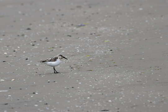 Sanderling on a sandy beach at Bull Island