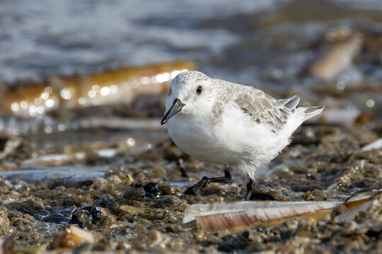 Sanderling walking along the strandline