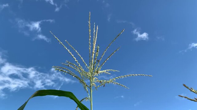 A honeybee is foraging for nectar on a corn flower against a bright blue sky. This process is also known as natural pollination.
