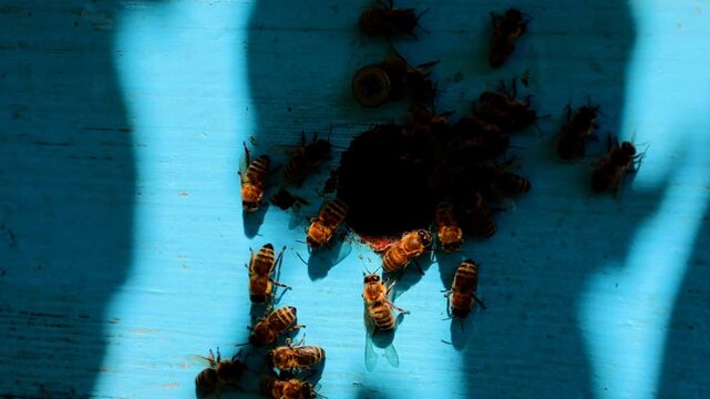 Honeybees actively crawl around a round entrance of a blue wooden beehive on an apiary in summer. Sun glares and shadows fall on the house surface, creating a dynamic view of the insects' daily life.